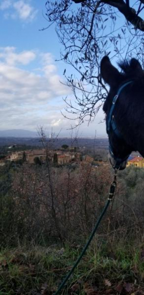 Tuscan homestead surrounded by olive trees